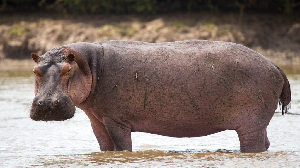 Most Dangerous Animals