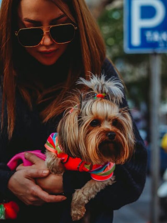 10 Most Talented Dog Breeds In The World