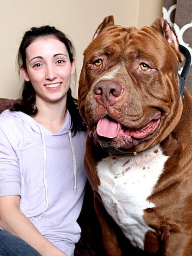 10 of the World's Biggest Dog Breeds